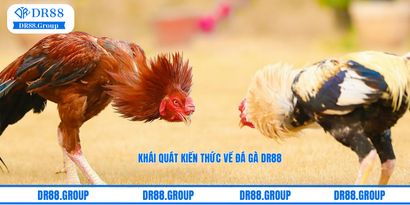 Khái quát kiến thức về đá gà DR88