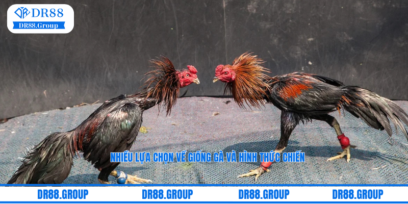 Nhiều lựa chọn về giống gà và hình thức chiến