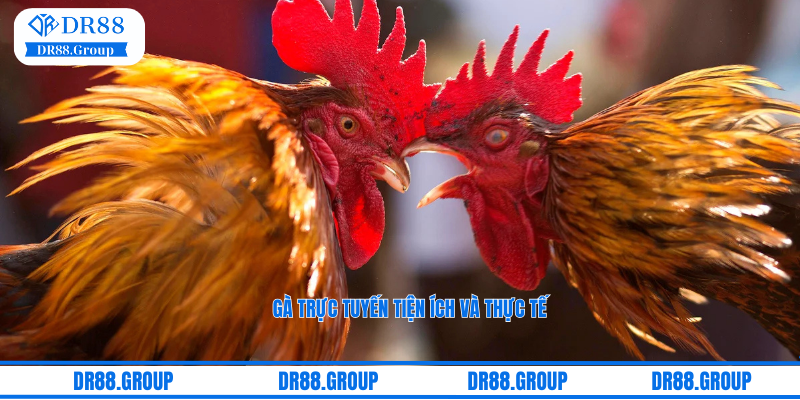Đá gà DR88 là cá cược gà đá trực tuyến được livestream tại trường gà Thomo
