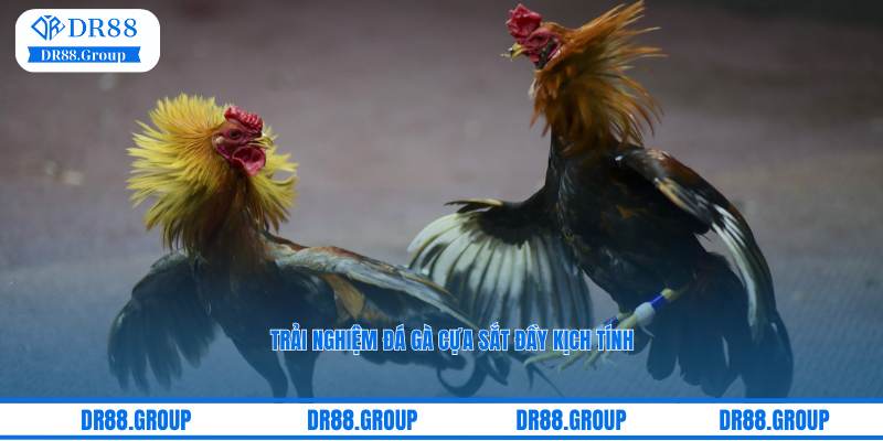Trải nghiệm đá gà cựa sắt đầy kịch tính tại sảnh đá gà AOG ở nhà cái DR88