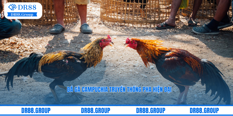Đá gà Campuchia truyền thống pha hiện đại được livestream trực tiếp 24/7